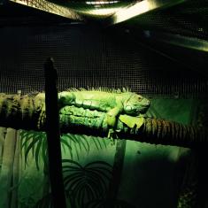 iguana