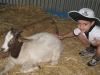 kindy-farm-excursion-cropped